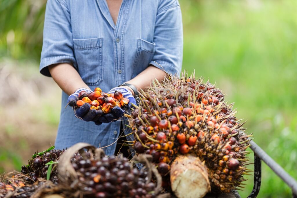 Senior owner Asia woman showing the bunch of red palm seed while examining harvest and happy smile w